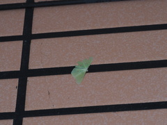 Tanaoctenia haliaria