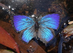 Arhopala micale