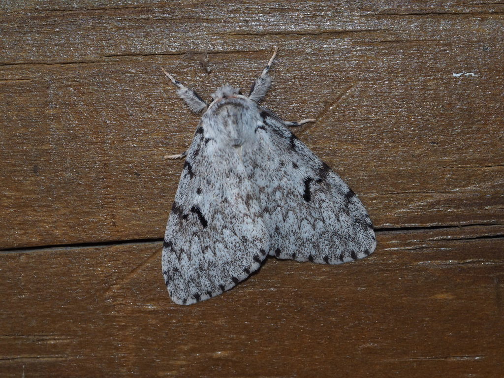 Lymantria pulverea