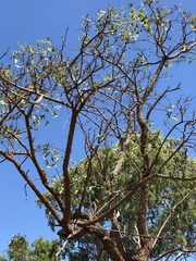 Erythrina vespertilio