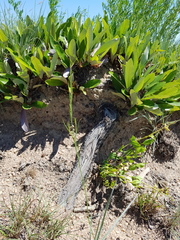 Parinari capensis capensis