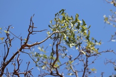 Erythrina vespertilio