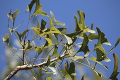 Erythrina vespertilio
