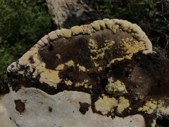 Trichoderma pulvinatum