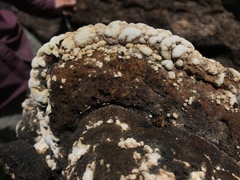 Trichoderma pulvinatum