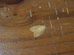 Hemipsilia coavestis