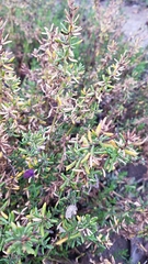 Frankenia salina