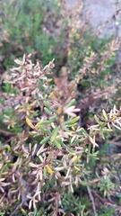 Frankenia salina