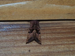 Phlogophora