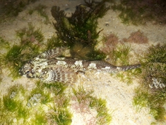 Lepidoblennius haplodactylus