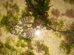 Lepidoblennius haplodactylus
