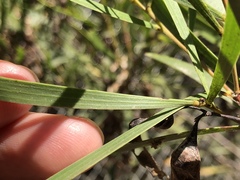 Acacia simsii