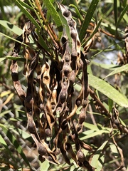 Acacia simsii