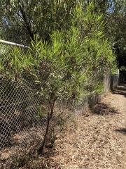 Acacia simsii