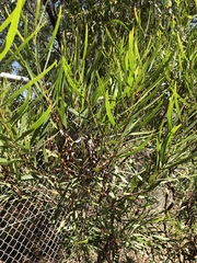 Acacia simsii
