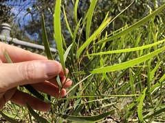 Acacia simsii