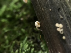 Crocicreas