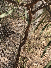 Acacia simsii