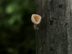 Crocicreas