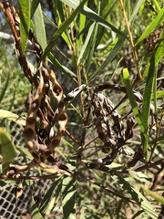 Acacia simsii
