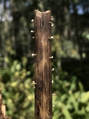 Crocicreas