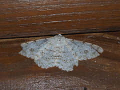 Lassaba parvalbidaria