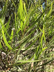 Acacia simsii