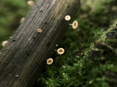 Crocicreas