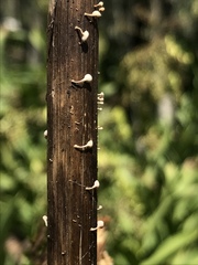 Crocicreas
