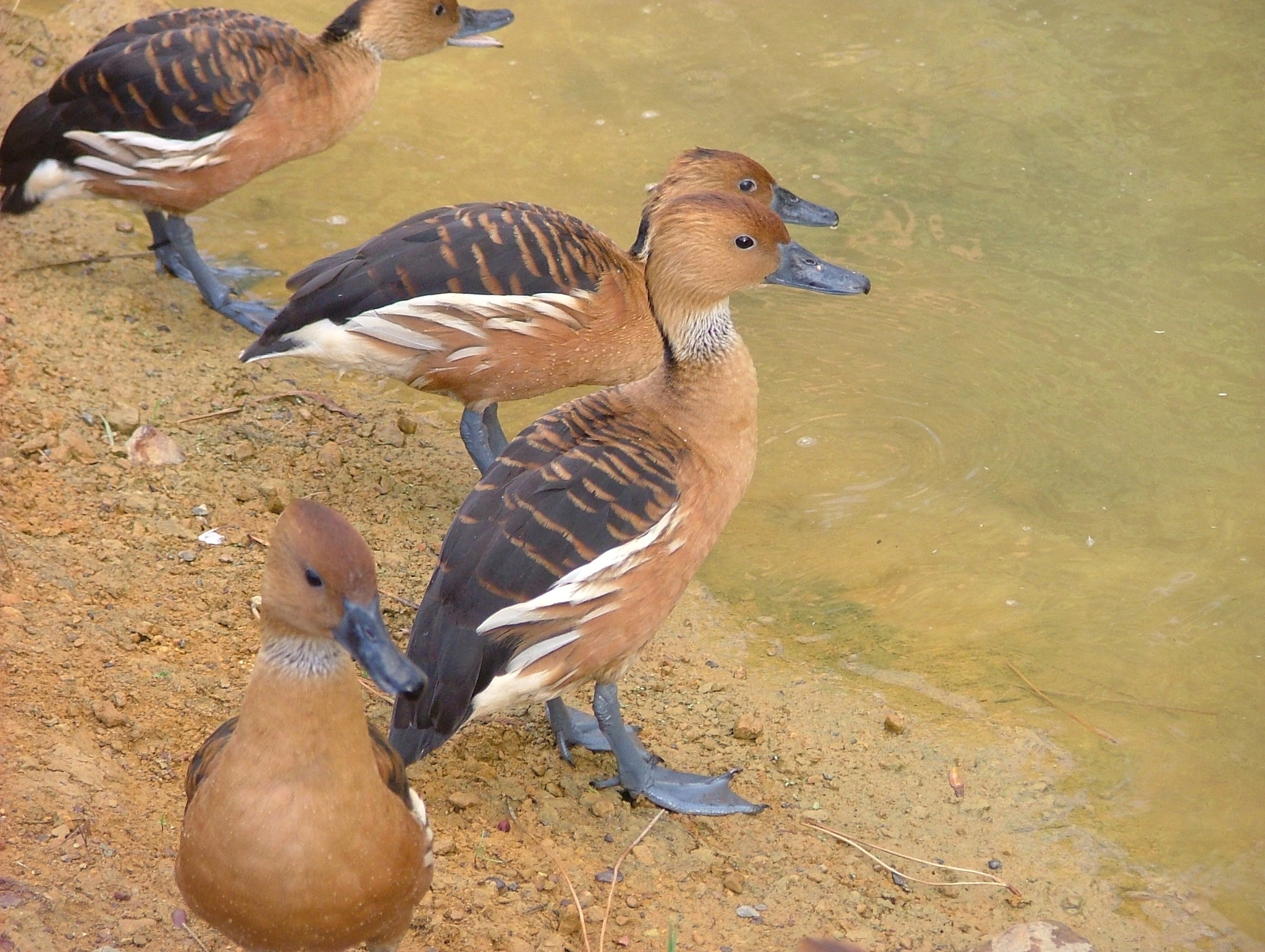 Fulvous Whistling-Duck (Dendrocygna bicolor)