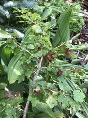 Ribes pinetorum