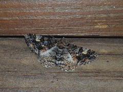 Alcis taiwanovariegata