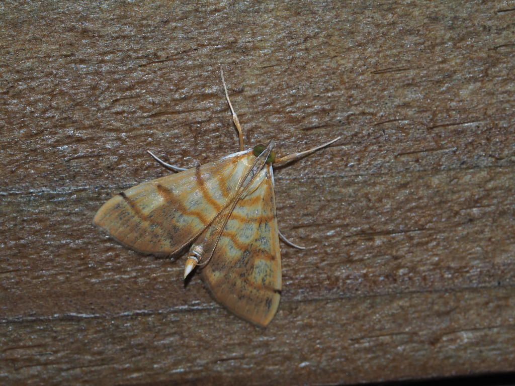 Pagyda nebulosa