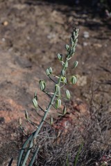 Albuca decipiens