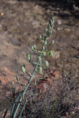 Albuca decipiens