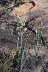 Albuca decipiens