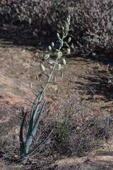 Albuca decipiens