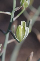 Albuca decipiens