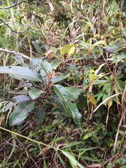 Alphitonia zizyphoides