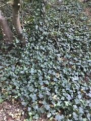Hedera helix