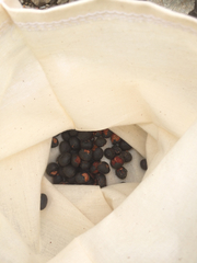 Alphitonia zizyphoides