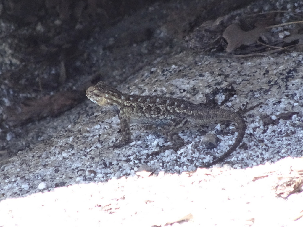 Sierra Fence Lizard