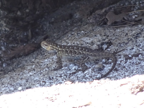 Sierra Fence Lizard