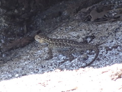 Sceloporus occidentalis taylori
