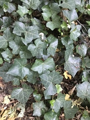 Hedera helix