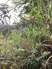 Alphitonia zizyphoides