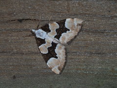 Gagitodes omnifasciaria