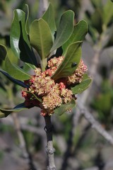 Hyaenanche globosa