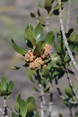 Hyaenanche globosa
