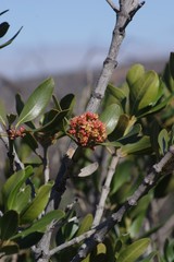 Hyaenanche globosa
